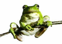green_tree_frog.jpg